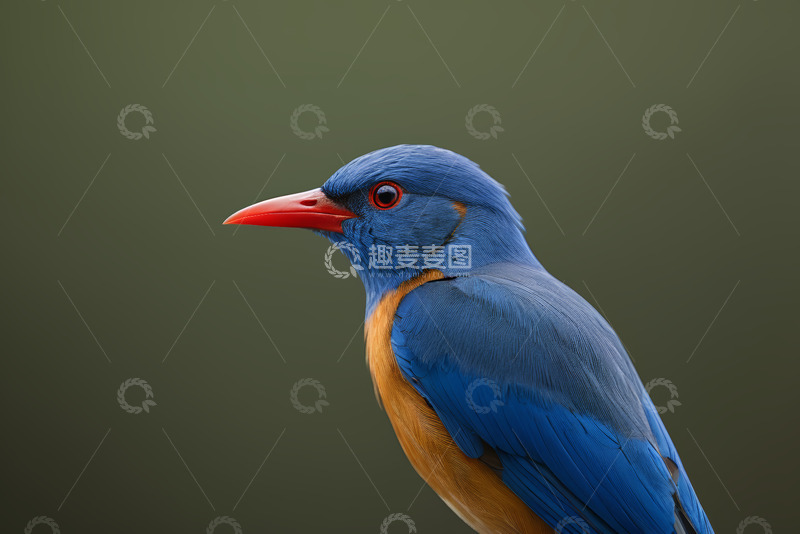 高清大图下载【趣麦麦图】蓝羽红喙鸟类特写