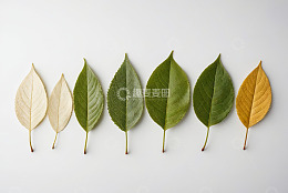 不同状态树叶排列展示