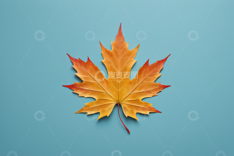 高清大图下载【趣麦麦图】蓝色背景上的秋天枫叶