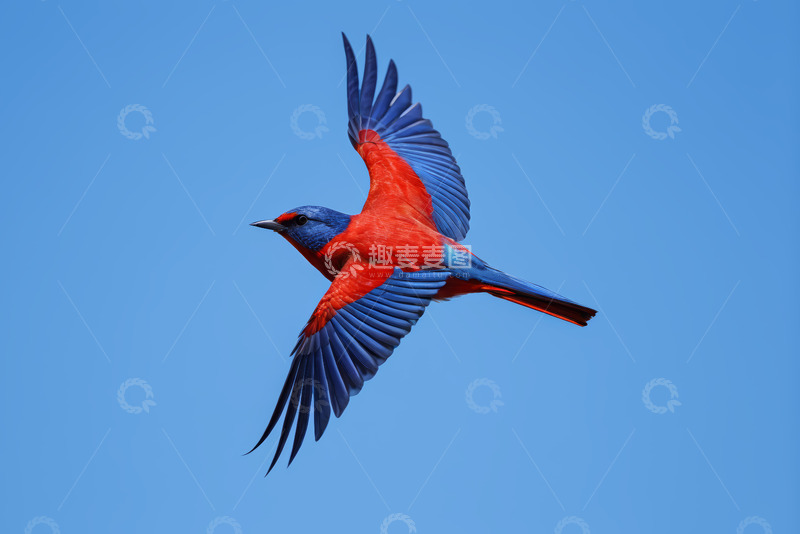 高清大图下载【趣麦麦图】红蓝相间飞鸟展翅飞翔