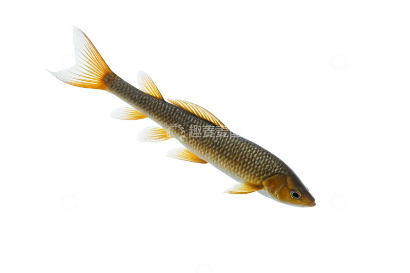 高清大图下载【趣麦麦图】单条鱼白色背景特写