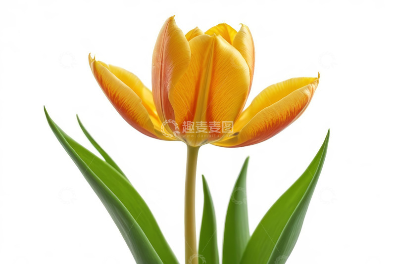 高清大图下载【趣麦麦图】黄色橙色相间郁金香花卉