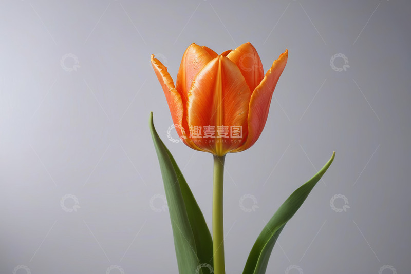 高清大图下载【趣麦麦图】橙色郁金香特写