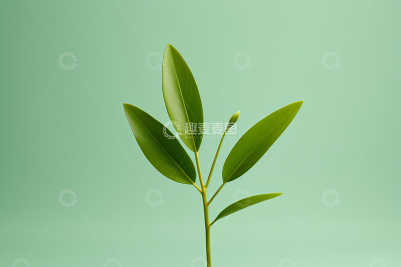 高清大图下载【趣麦麦图】绿色植物叶子特写素材