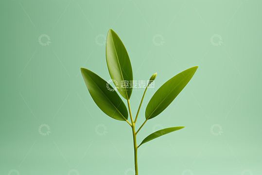 绿色植物叶子特写素材