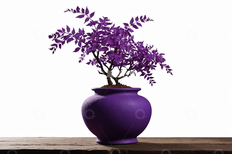 高清大图下载【趣麦麦图】紫色盆栽植物特写