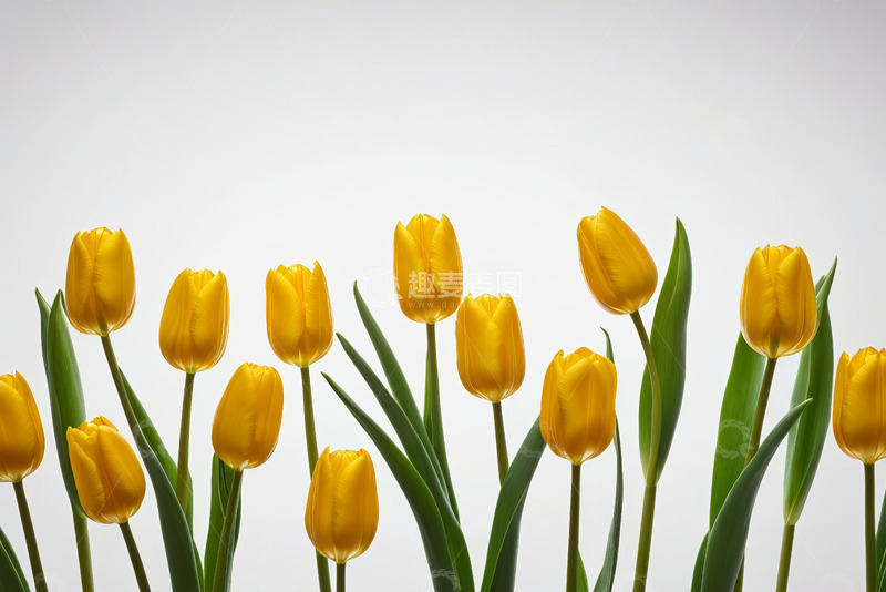 高清大图下载【趣麦麦图】黄色郁金香特写