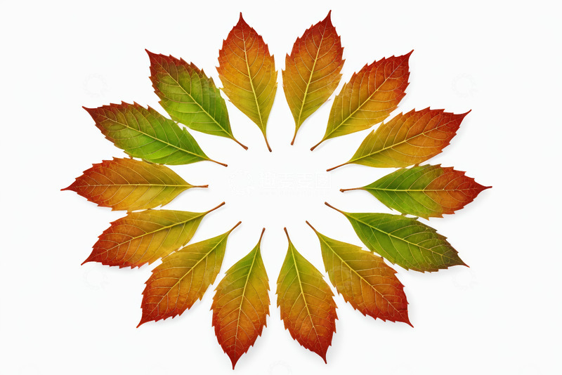 高清大图下载【趣麦麦图】圆形排列的多彩秋季树叶