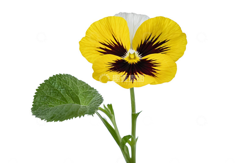 高清大图下载【趣麦麦图】黄色三色堇花卉特写