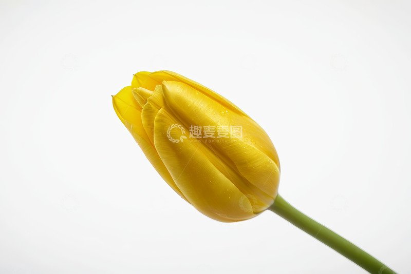 高清大图下载【趣麦麦图】黄色郁金香特写