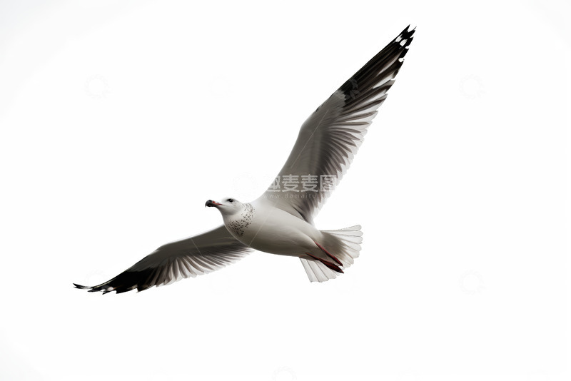 高清大图下载【趣麦麦图】飞翔的海鸥特写