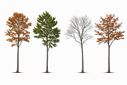 四棵不同状态树木的展示