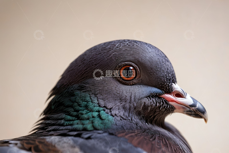 高清大图下载【趣麦麦图】鸽子头部特写
