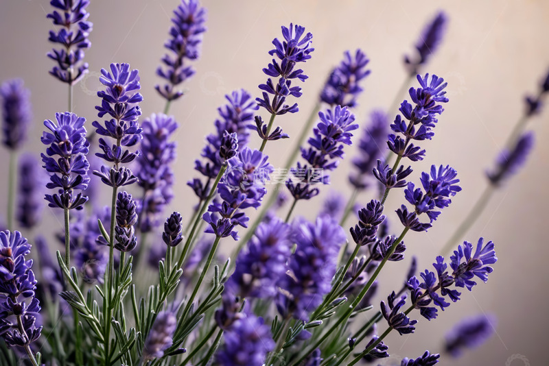高清大图下载【趣麦麦图】紫色薰衣草特写