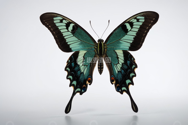 高清大图下载【趣麦麦图】展开翅膀的蝴蝶特写