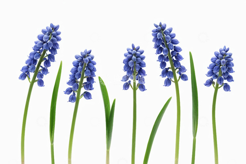 高清大图下载【趣麦麦图】蓝色风信子花卉特写
