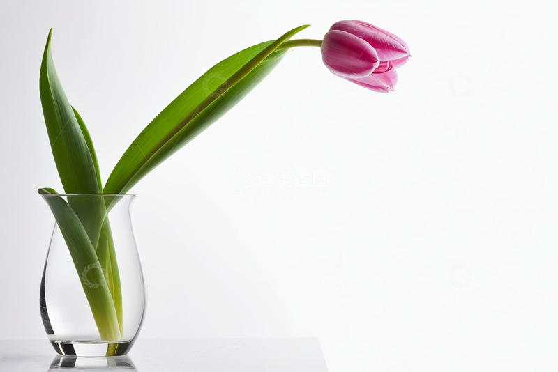 高清大图下载【趣麦麦图】透明花瓶中的粉色郁金香