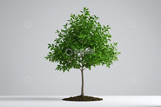 绿色小树盆栽素材