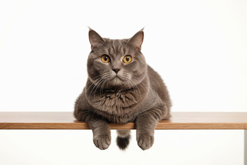 灰色猫咪趴在木质桌面上