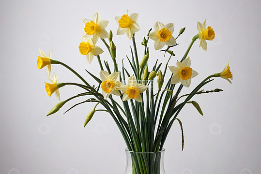 玻璃花瓶中绽放的黄色水仙花