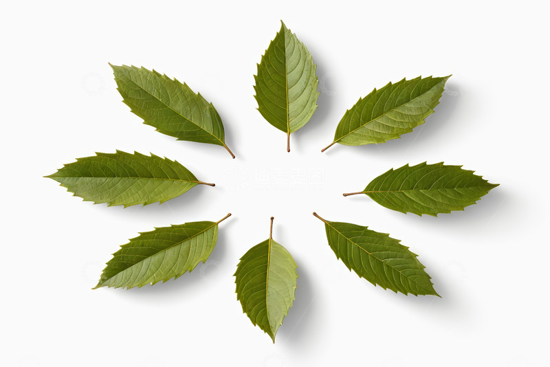 高清大图下载【趣麦麦图】白色背景上排列的绿色树叶