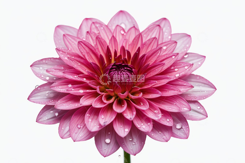 高清大图下载【趣麦麦图】带水珠的粉色大丽花特写