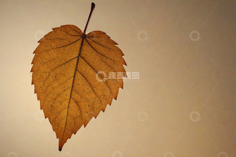 高清大图下载【趣麦麦图】特写枯黄树叶