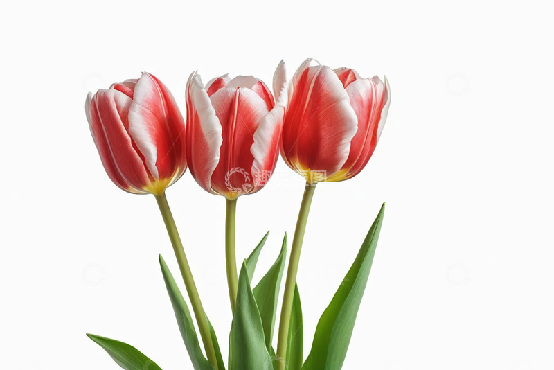高清大图下载【趣麦麦图】红白相间郁金香特写