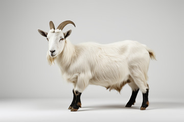 站立的白色山羊特写