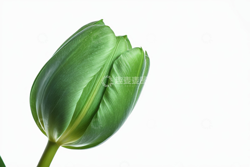 高清大图下载【趣麦麦图】绿色郁金香特写