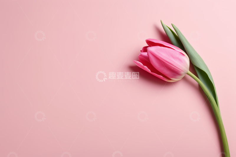 高清大图下载【趣麦麦图】粉色背景上的单支粉色郁金香