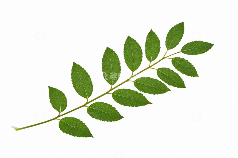 高清大图下载【趣麦麦图】绿色植物枝叶特写素材