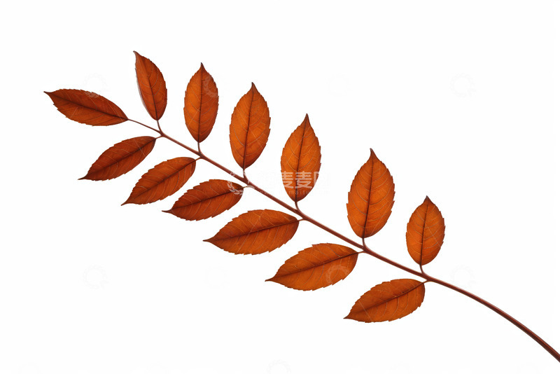 高清大图下载【趣麦麦图】单枝红褐色叶子特写