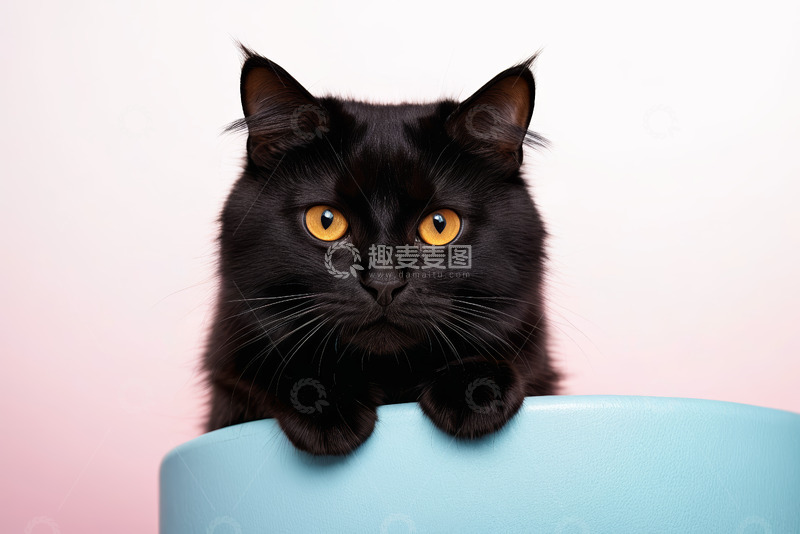 高清大图下载【趣麦麦图】黑色猫咪趴在蓝色物体上
