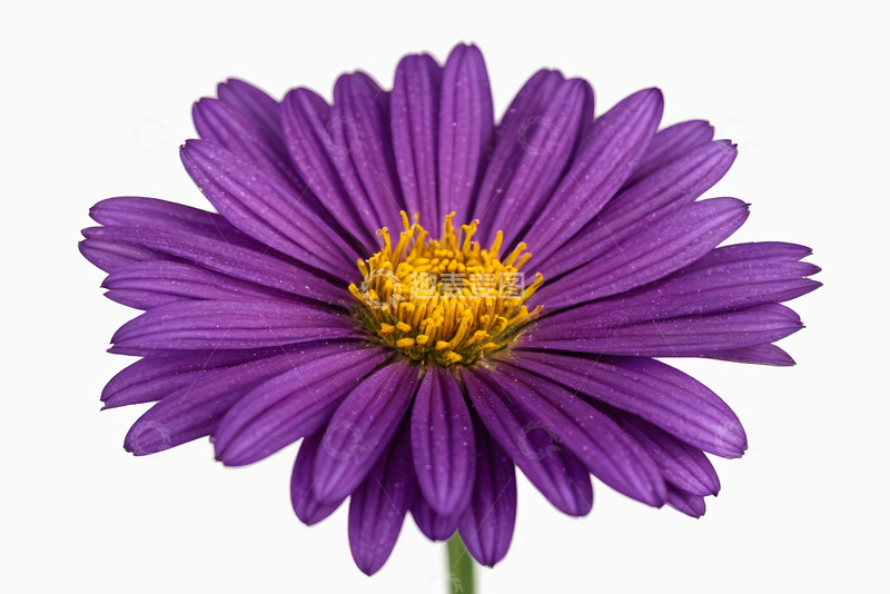 高清大图下载【趣麦麦图】紫色花朵特写