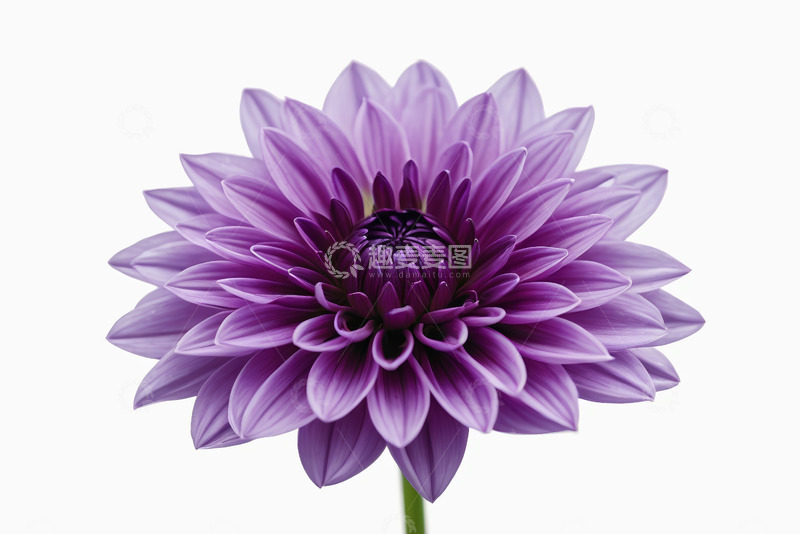 高清大图下载【趣麦麦图】紫色大丽花特写