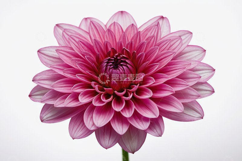 高清大图下载【趣麦麦图】粉色大丽花特写