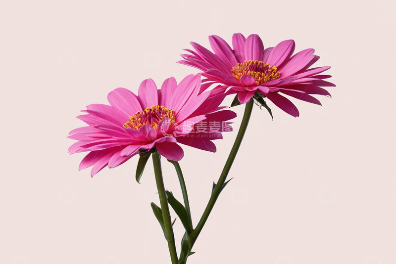 高清大图下载【趣麦麦图】两朵粉色花卉特写