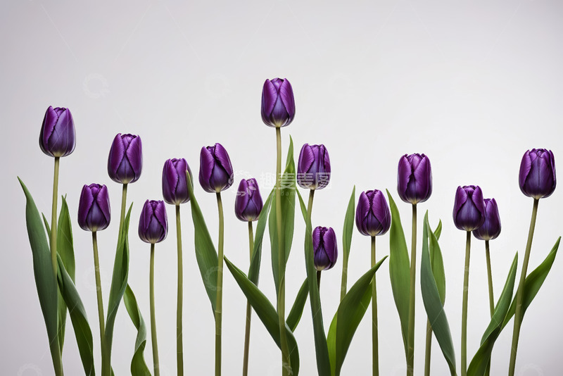 高清大图下载【趣麦麦图】紫色郁金香花卉特写