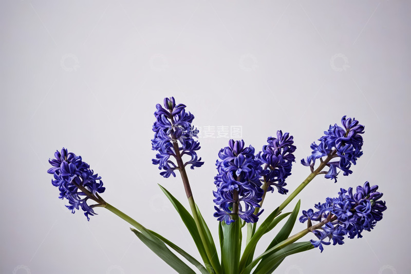 高清大图下载【趣麦麦图】紫色风信子花卉特写