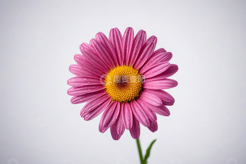 高清大图下载【趣麦麦图】粉色菊花特写