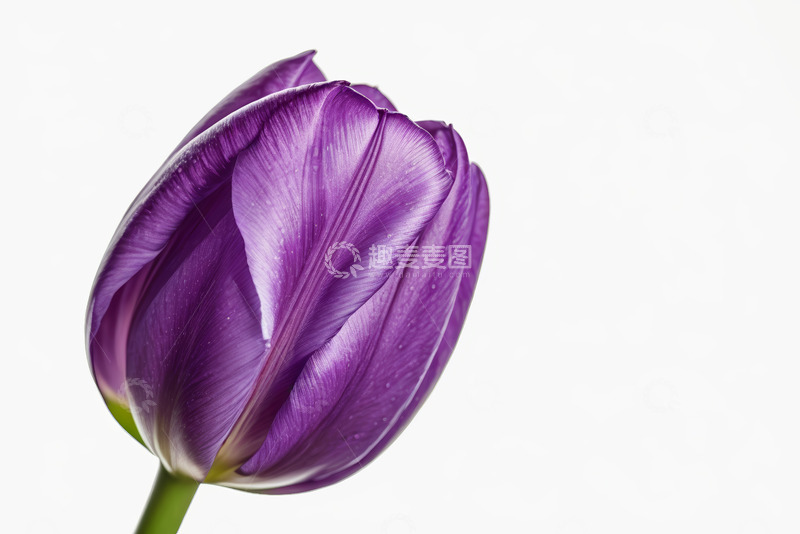 高清大图下载【趣麦麦图】紫色郁金香特写