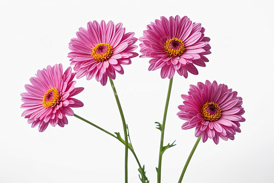 粉色菊花特写素材