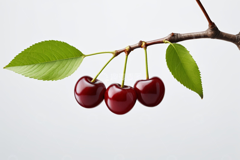 高清大图下载【趣麦麦图】枝头三颗新鲜樱桃