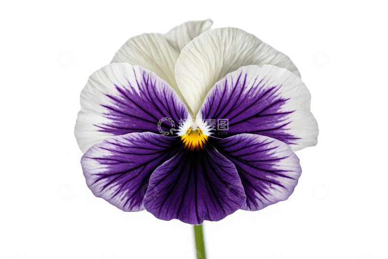 高清大图下载【趣麦麦图】三色堇花卉特写