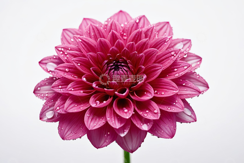 高清大图下载【趣麦麦图】带水珠的粉红色大丽花特写
