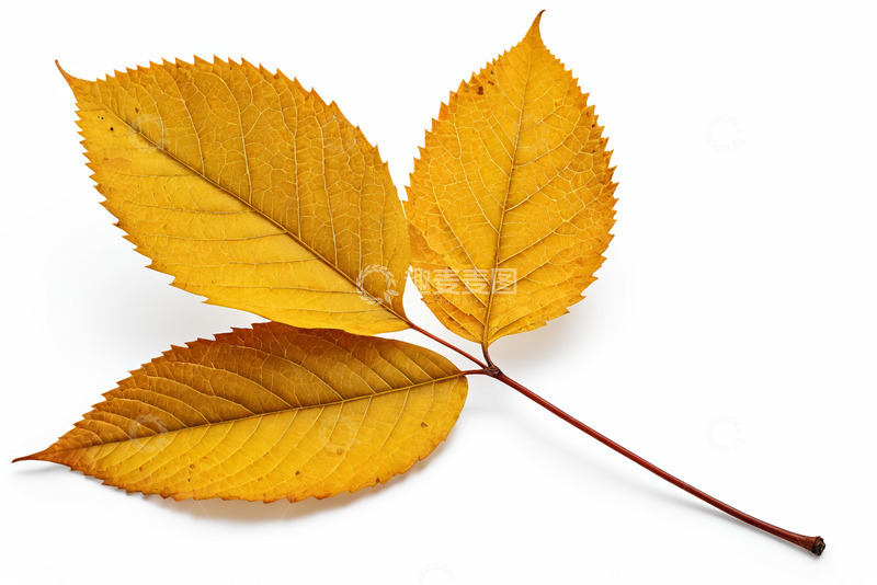 高清大图下载【趣麦麦图】黄色秋叶特写