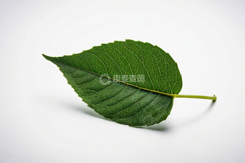 高清大图下载【趣麦麦图】绿色单叶片特写素材