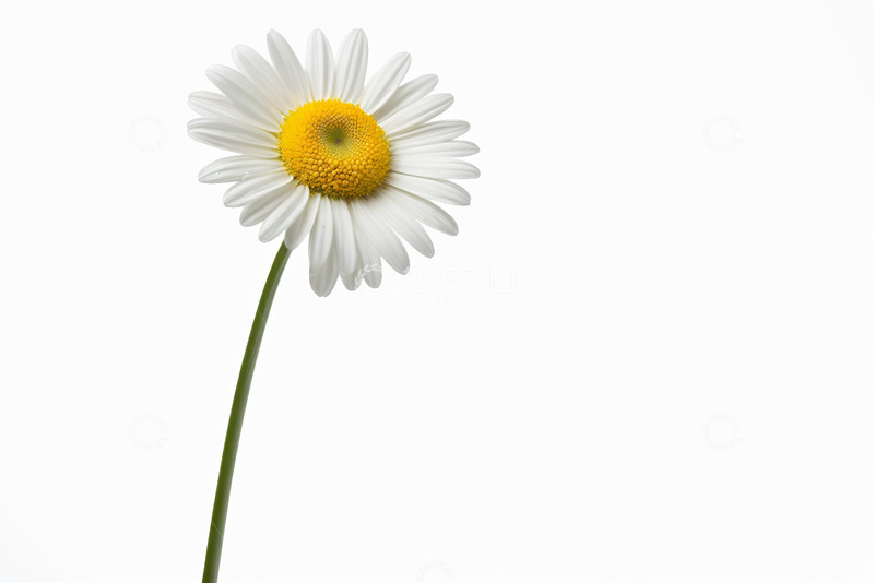 高清大图下载【趣麦麦图】单枝白色雏菊特写