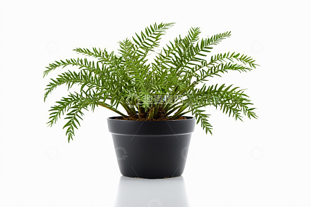 黑色花盆中的绿色蕨类植物